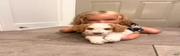 Mini Goldendoodle dogs for sale: Geroge - Ad 4