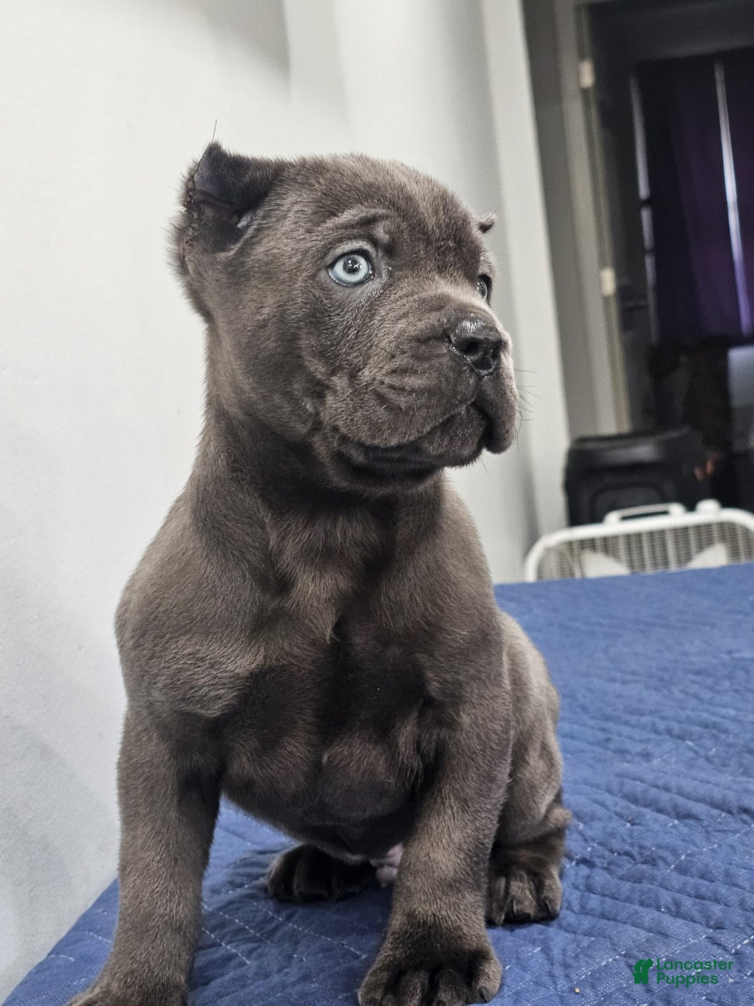 Cane Corso dogs for sale: HOGAN - Ad 1