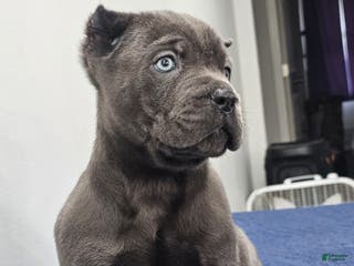 Cane Corso dogs HOGAN - Ad 2