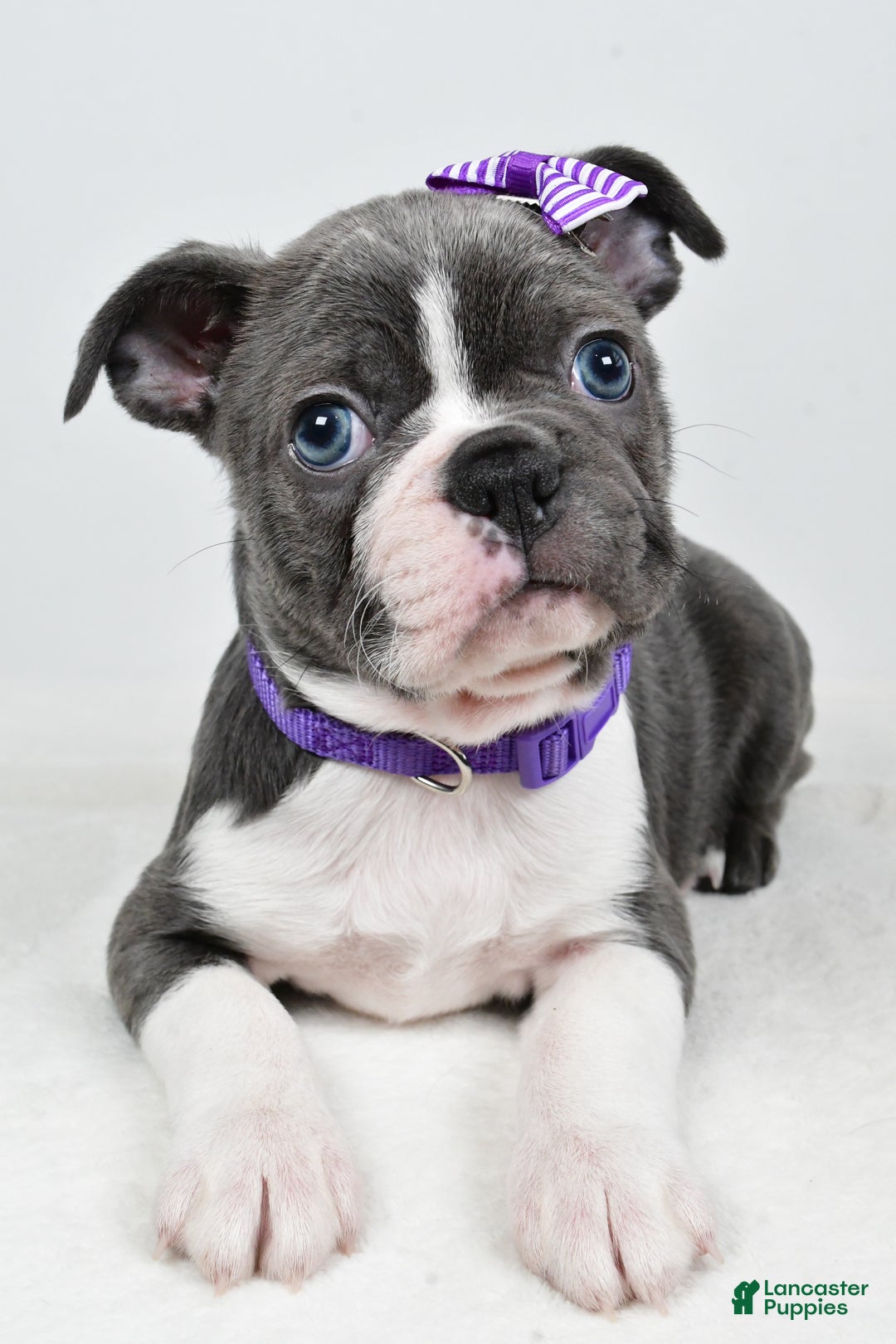 Mixed Breed dogs for sale: Sadie - Ad 6