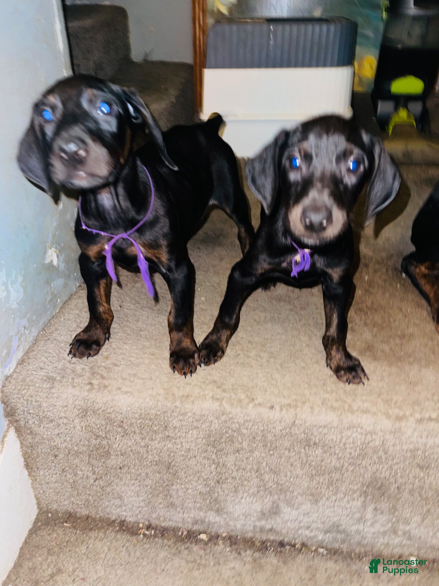 Doberman Pinscher dogs Doberman Pinscher Puppy 5 - Ad 29