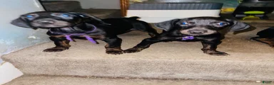 Doberman Pinscher Puppy 5