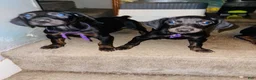 Doberman Pinscher dogs for sale: Doberman Pinscher Puppy 5 - Ad 1