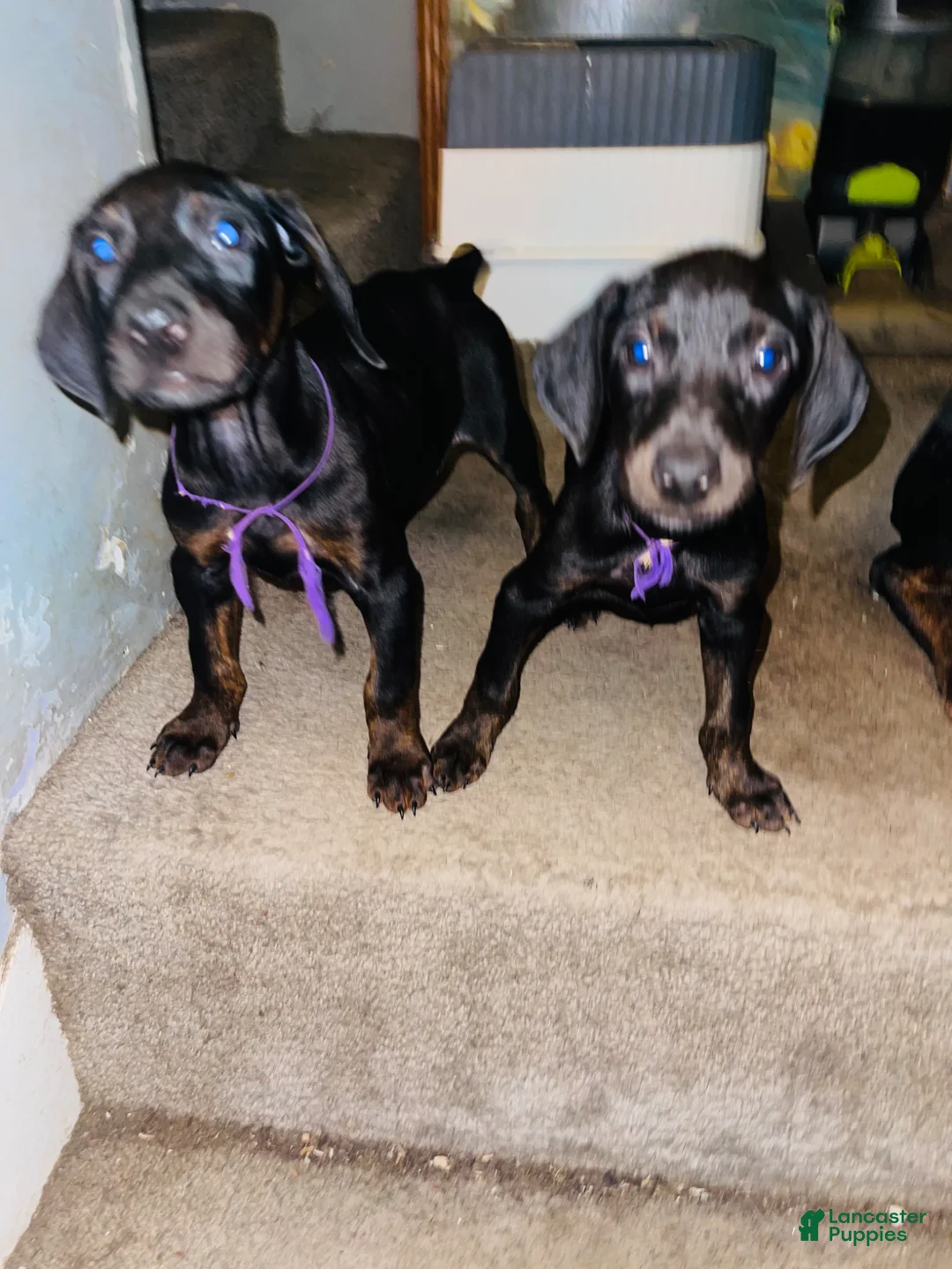 Doberman Pinscher dogs for sale: Doberman Pinscher Puppy 5 - Ad 1