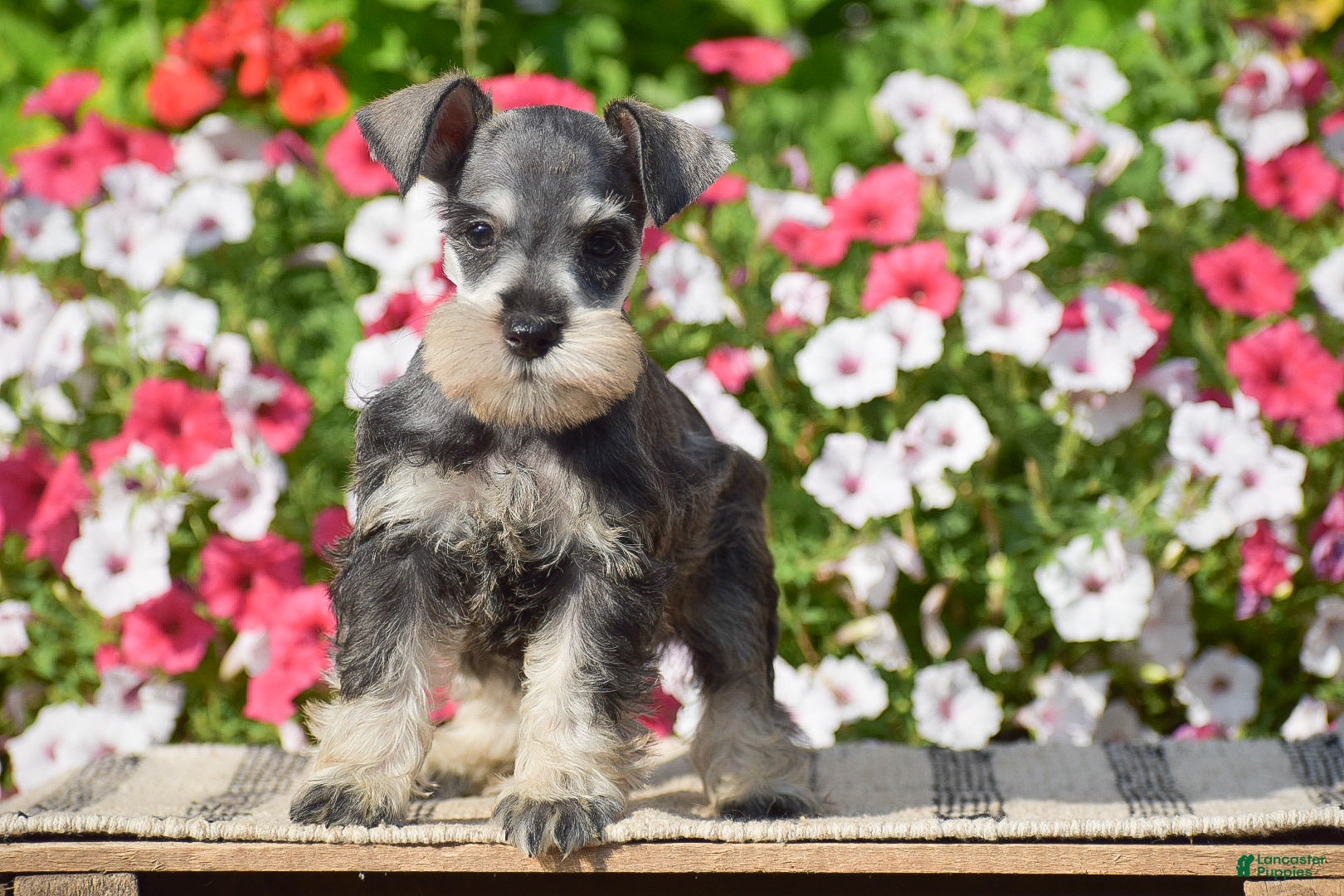 Miniature Schnauzer dogs Ashley - Mini - Ad 2