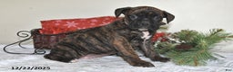 Boxer dogs for sale: Bella - Ad 1