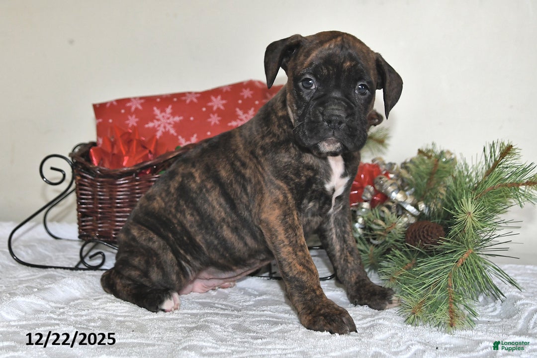 Boxer dogs for sale: Bella - Ad 1