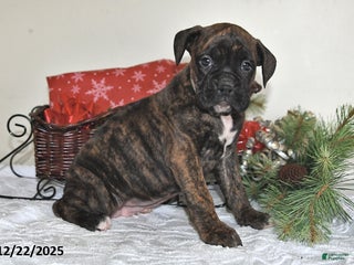 Boxer dogs Bella - Ad 12