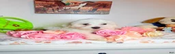 Maltese dogs for sale: Ares  - Ad 9