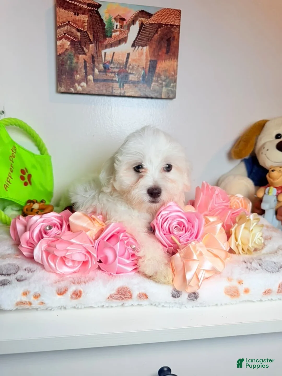 Maltese dogs for sale: Ares  - Ad 9