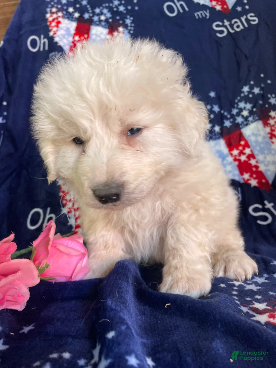 Great Pyrenees dogs for sale: Yukon - Ad 4