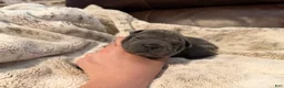 Shar Pei dogs for sale: Gwen - Ad 4