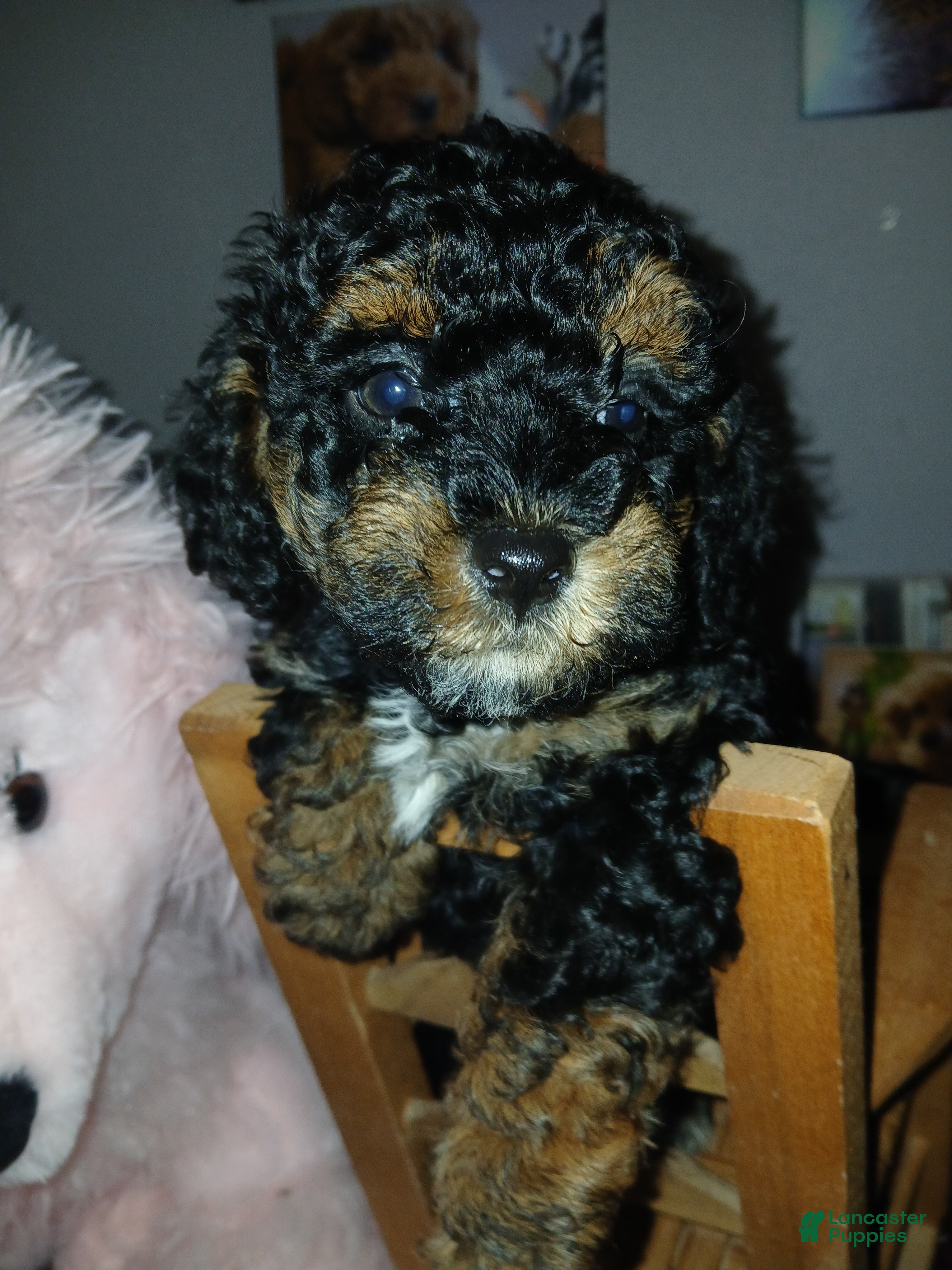 Toy Poodle dogs Fancy - Ad 1