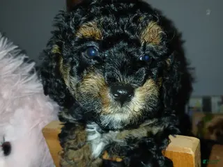 Toy Poodle Puppies for sale in Omaha, Nebraska | Lancaster Puppies Toy Poodle Puppies for sale in Omaha, Nebraska | Lancaster Puppies