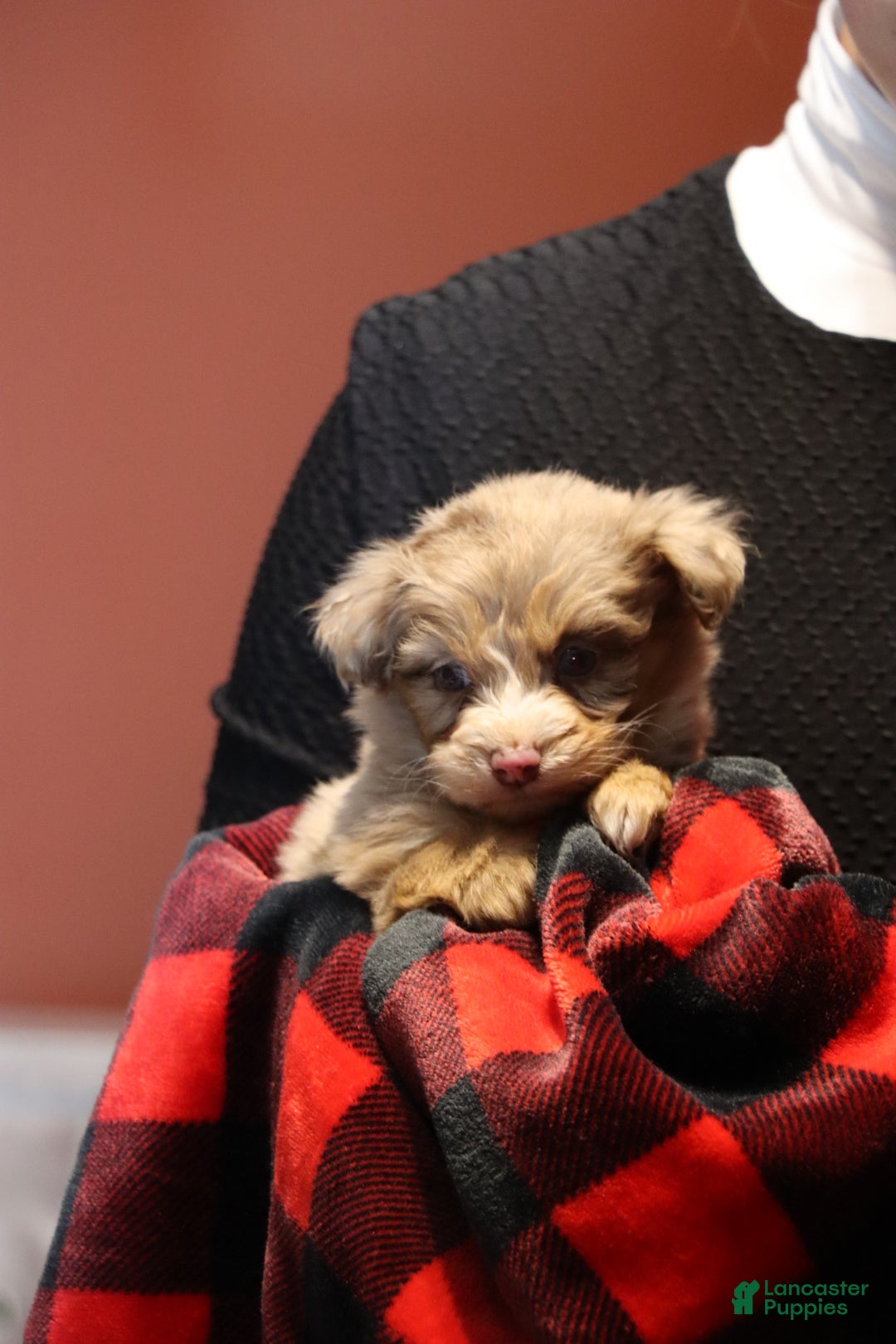 Mixed Breed dogs for sale: Poppy  - Ad 1