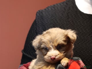 Mixed Breed dogs Poppy - Ad 7