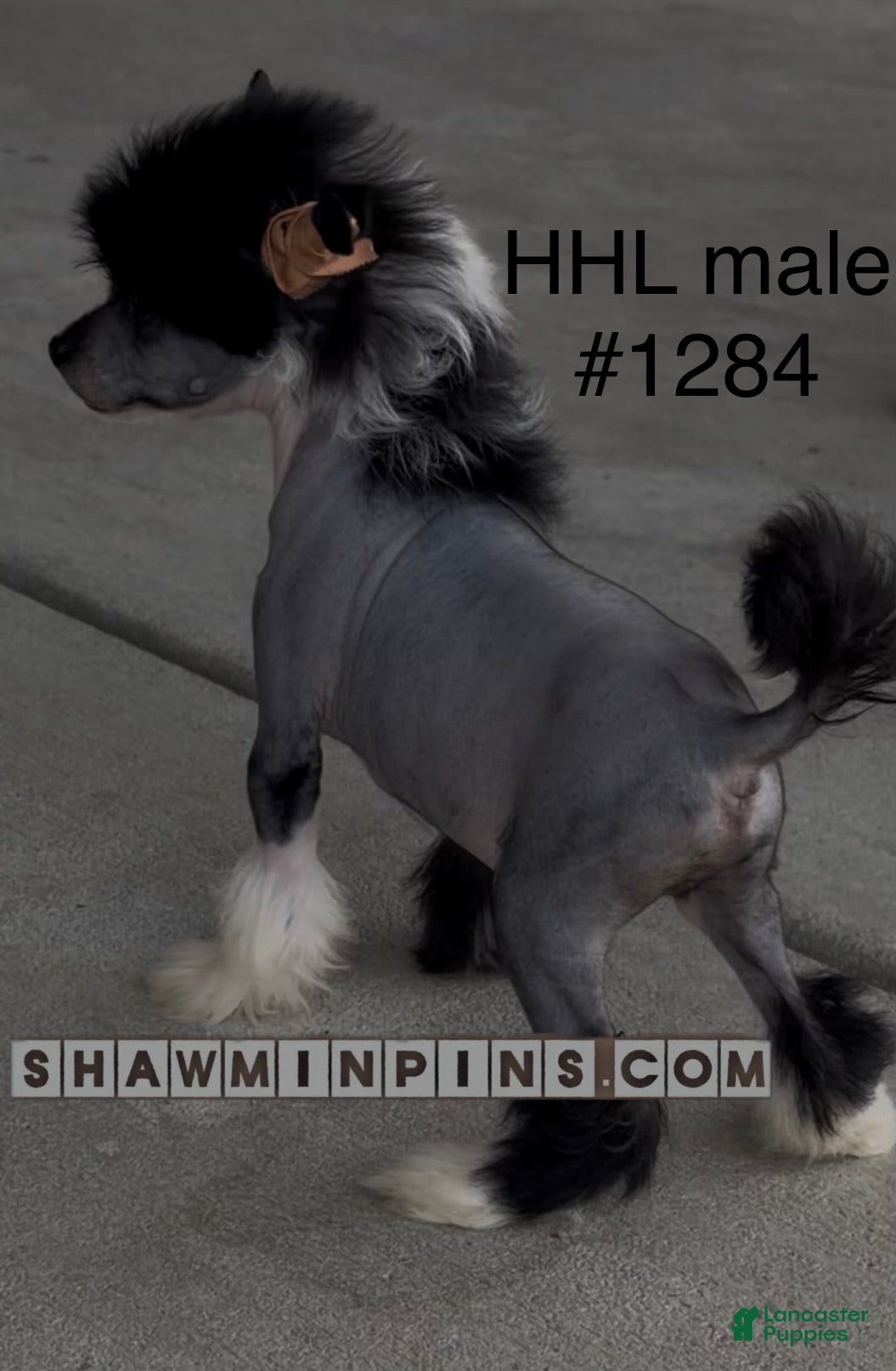 Chinese Crested dogs HHL male - Ad 2