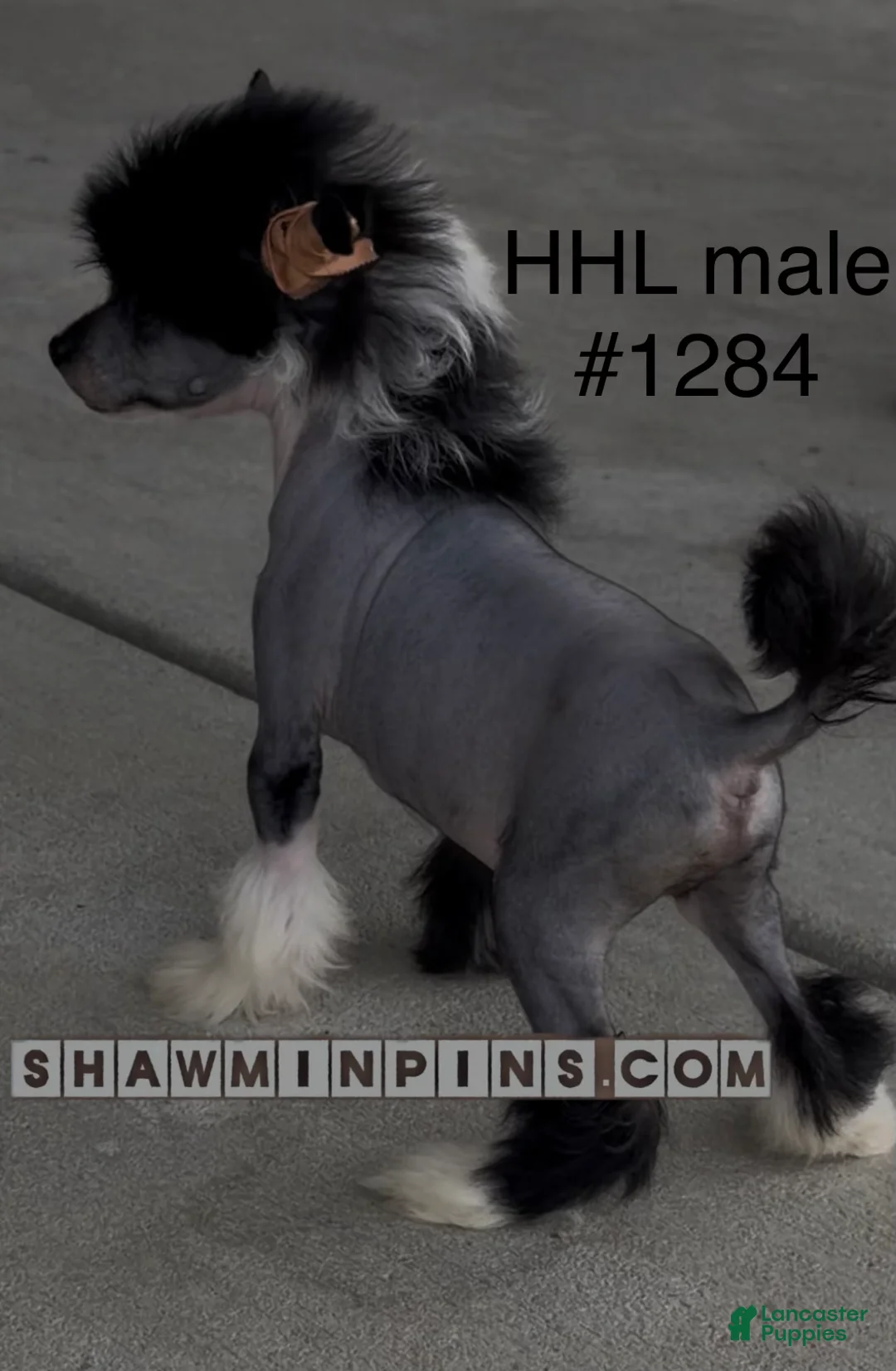 Chinese Crested dogs for sale: HHL male - Ad 2