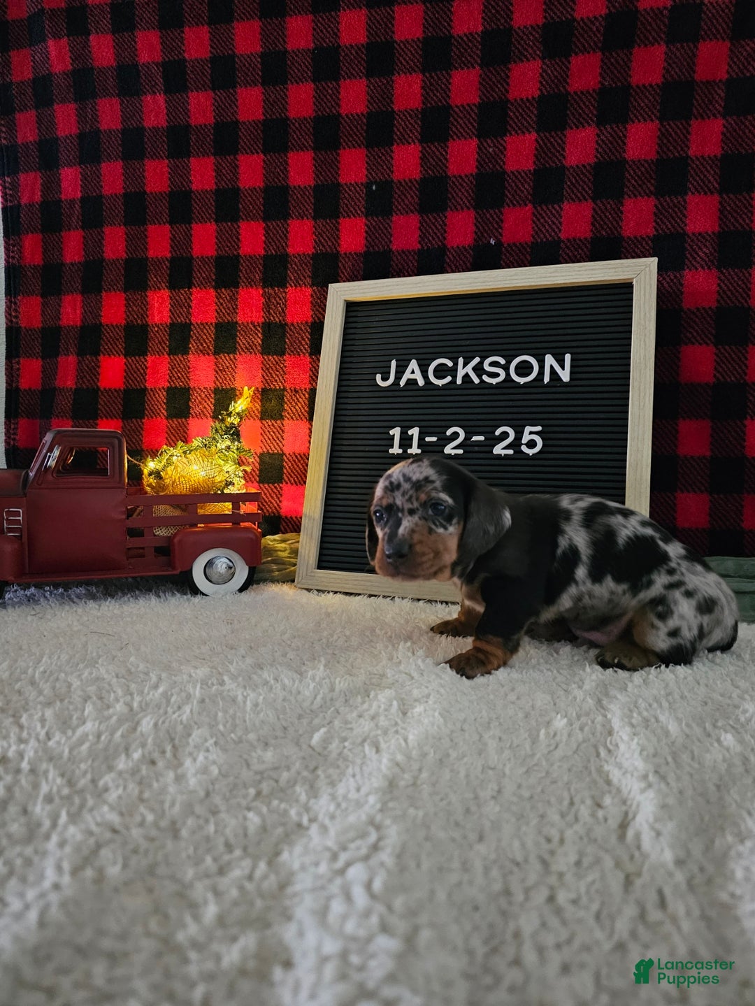 Miniature Dachshund dogs for sale: Jackson - Ad 4