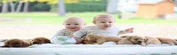 Labrador Retriever dogs for sale: Labrador Retriever 3 - Ad 2