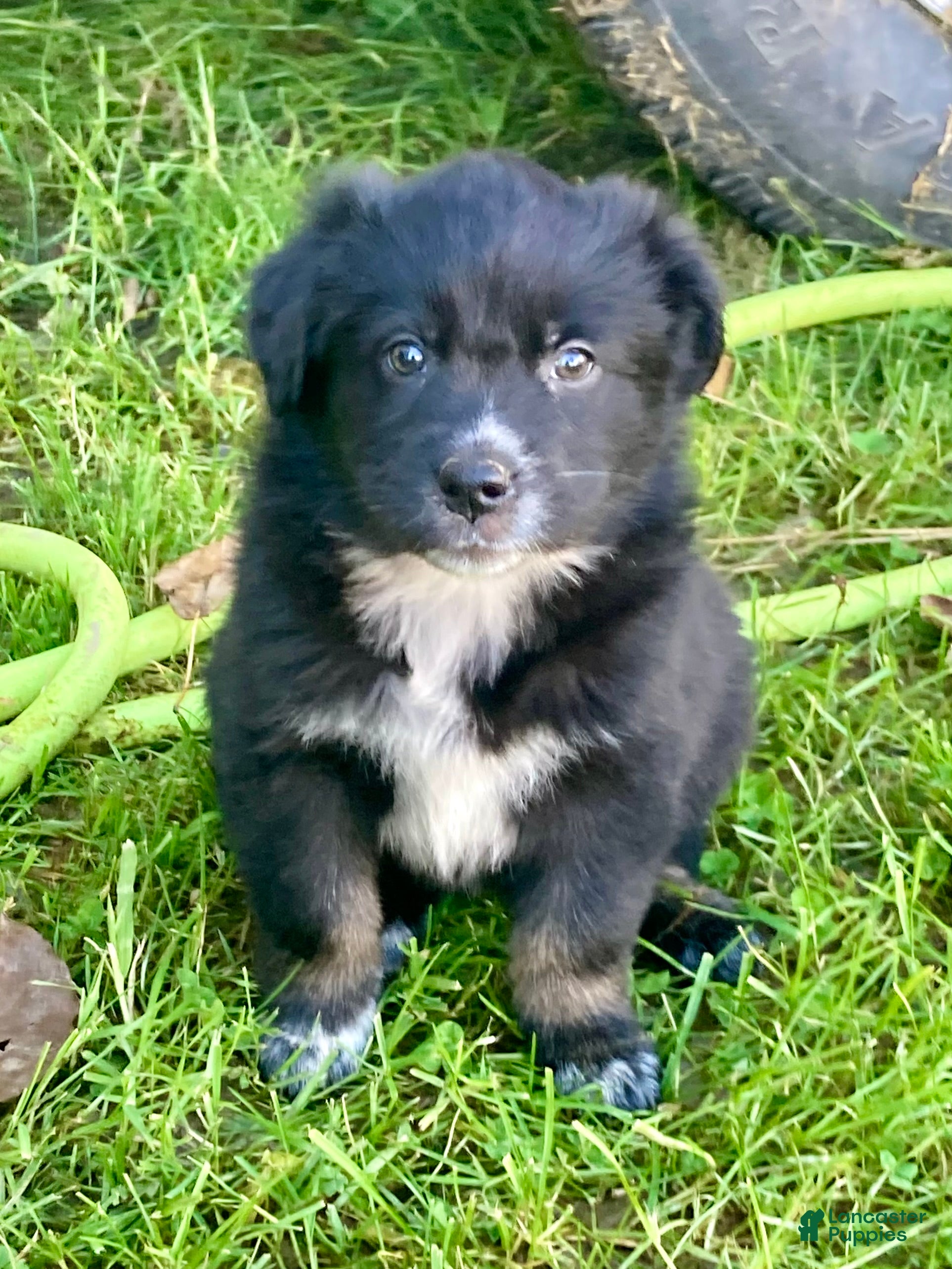 Australian Shepherd dogs Australian Shepherd Puppy 6 - Ad 23