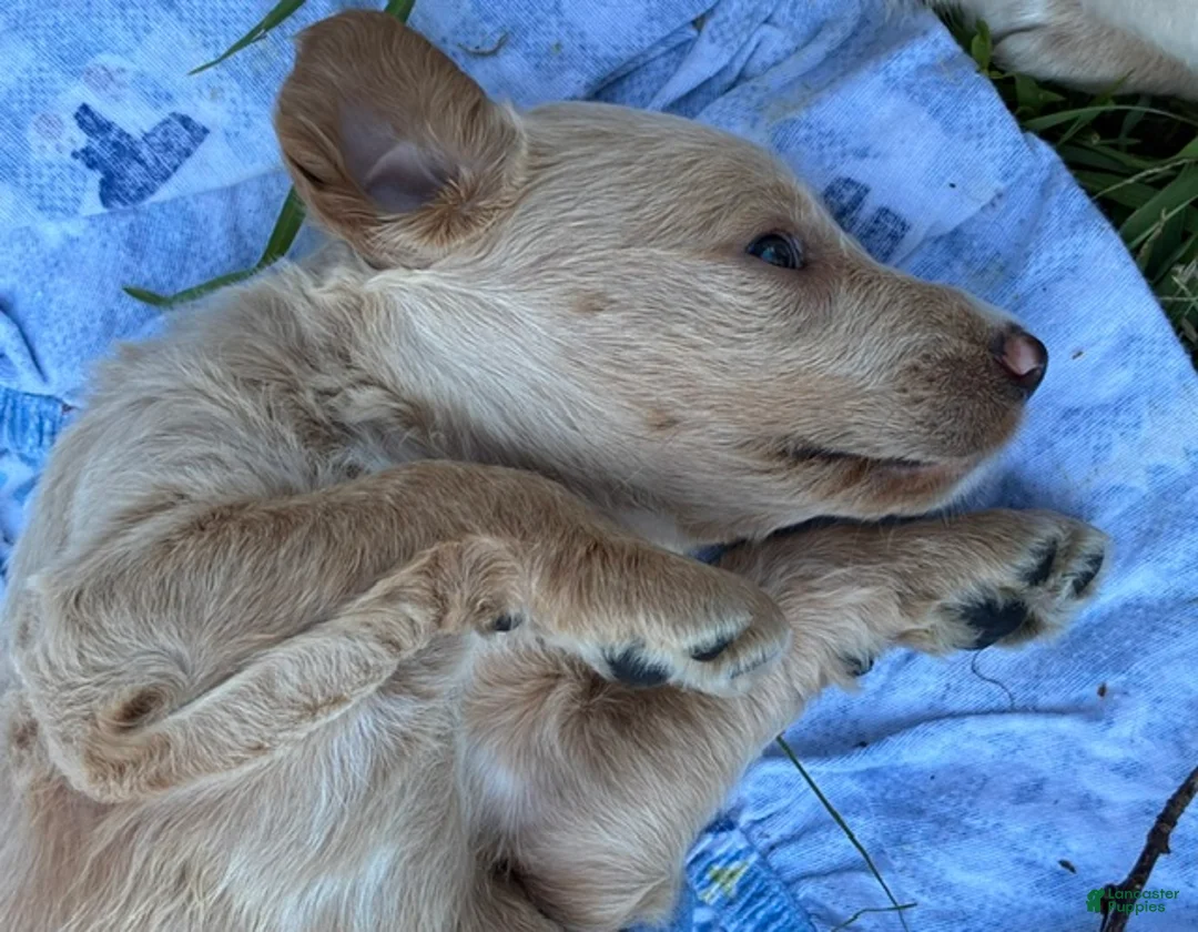 Labradoodle dogs for sale: Tiny Tim - Ad 2