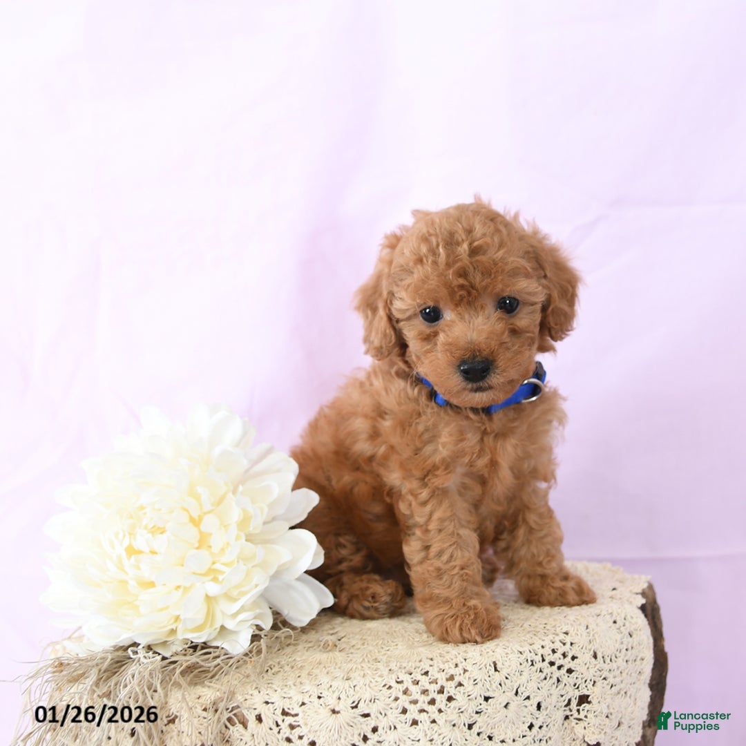 Shihpoo dogs for sale: Emery - Ad 1