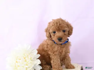 Shihpoo dogs Emery - Ad 26