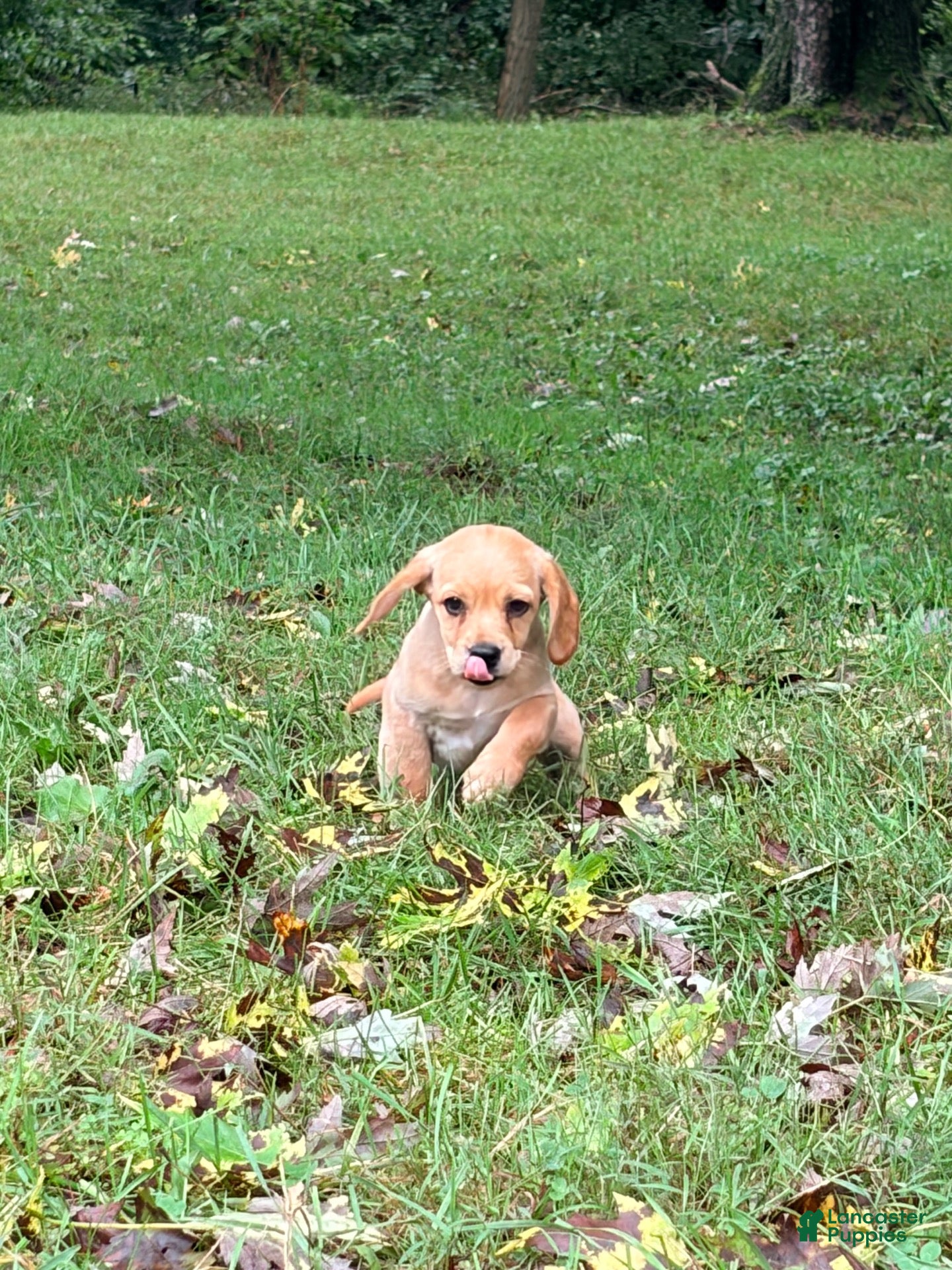 Mixed Breed dogs Mixed Breed 7 - Ad 2