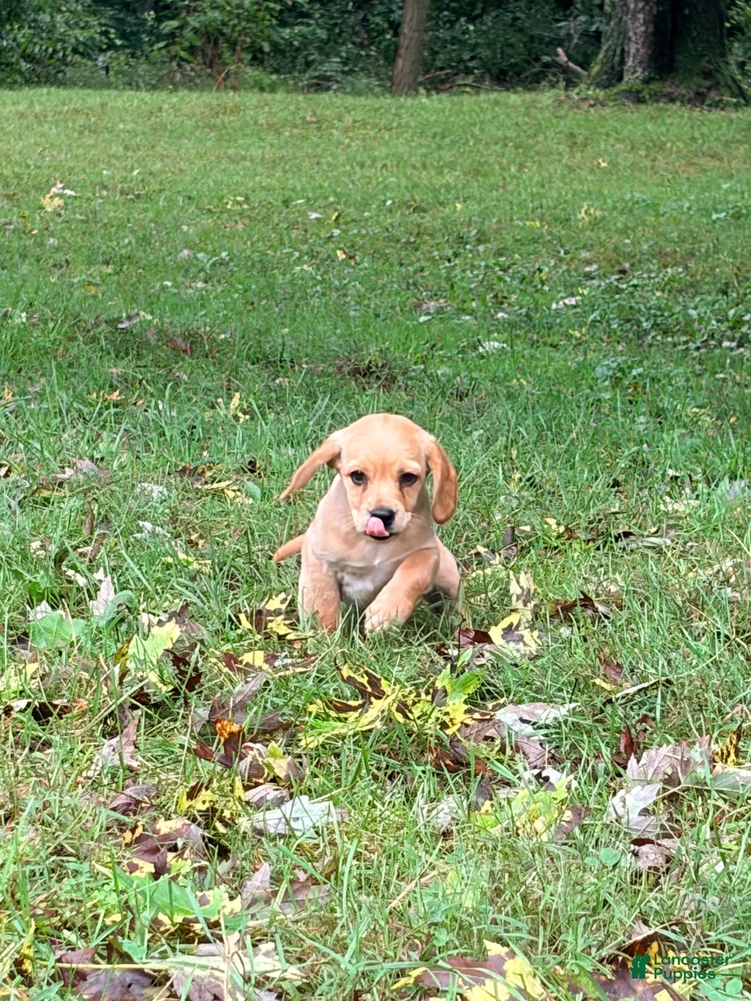Mixed Breed dogs for sale: Mixed Breed 7 - Ad 2