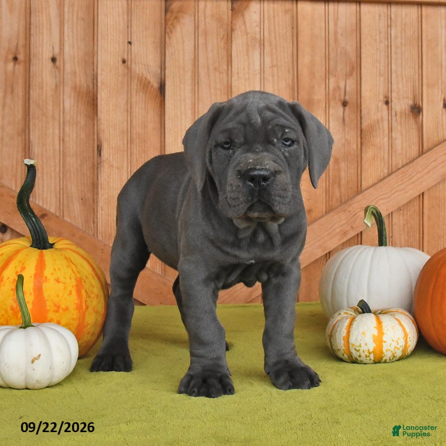 Cane Corso dogs Classy - Ad 1