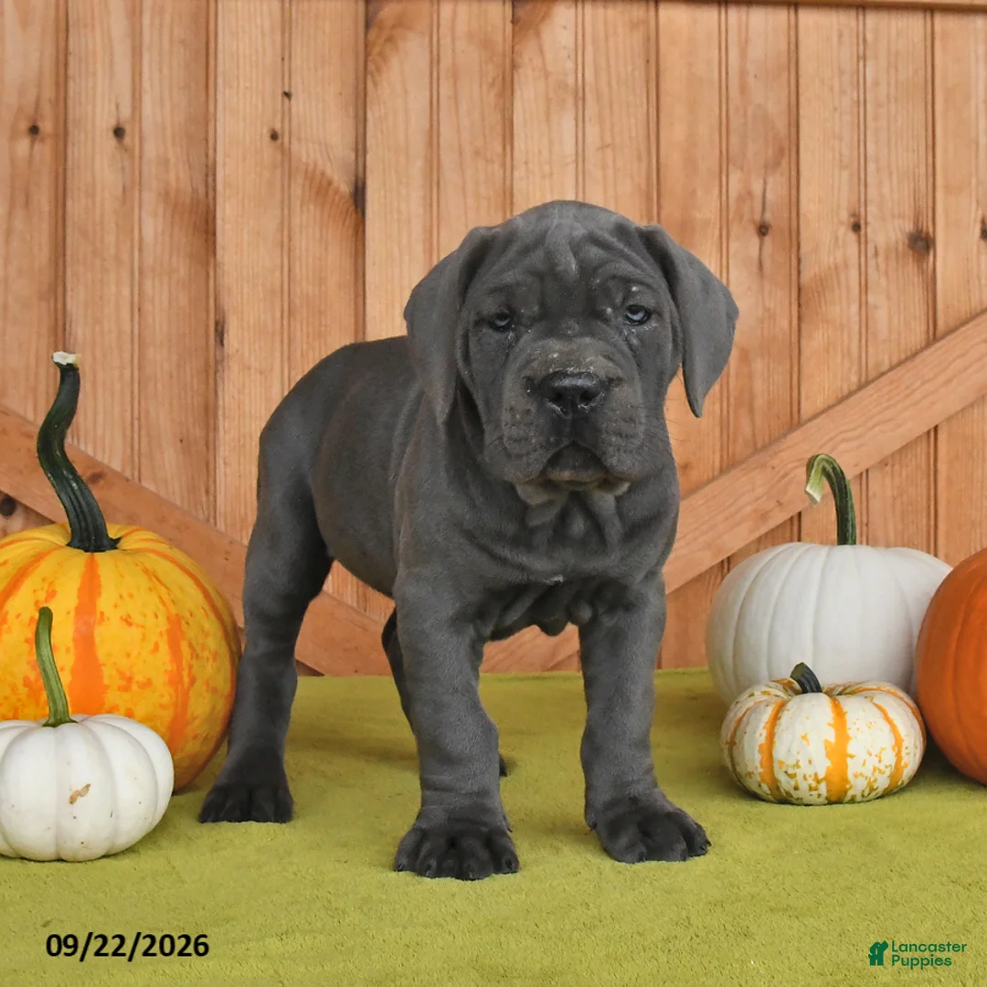 Cane Corso dogs for sale: Classy - Ad 1
