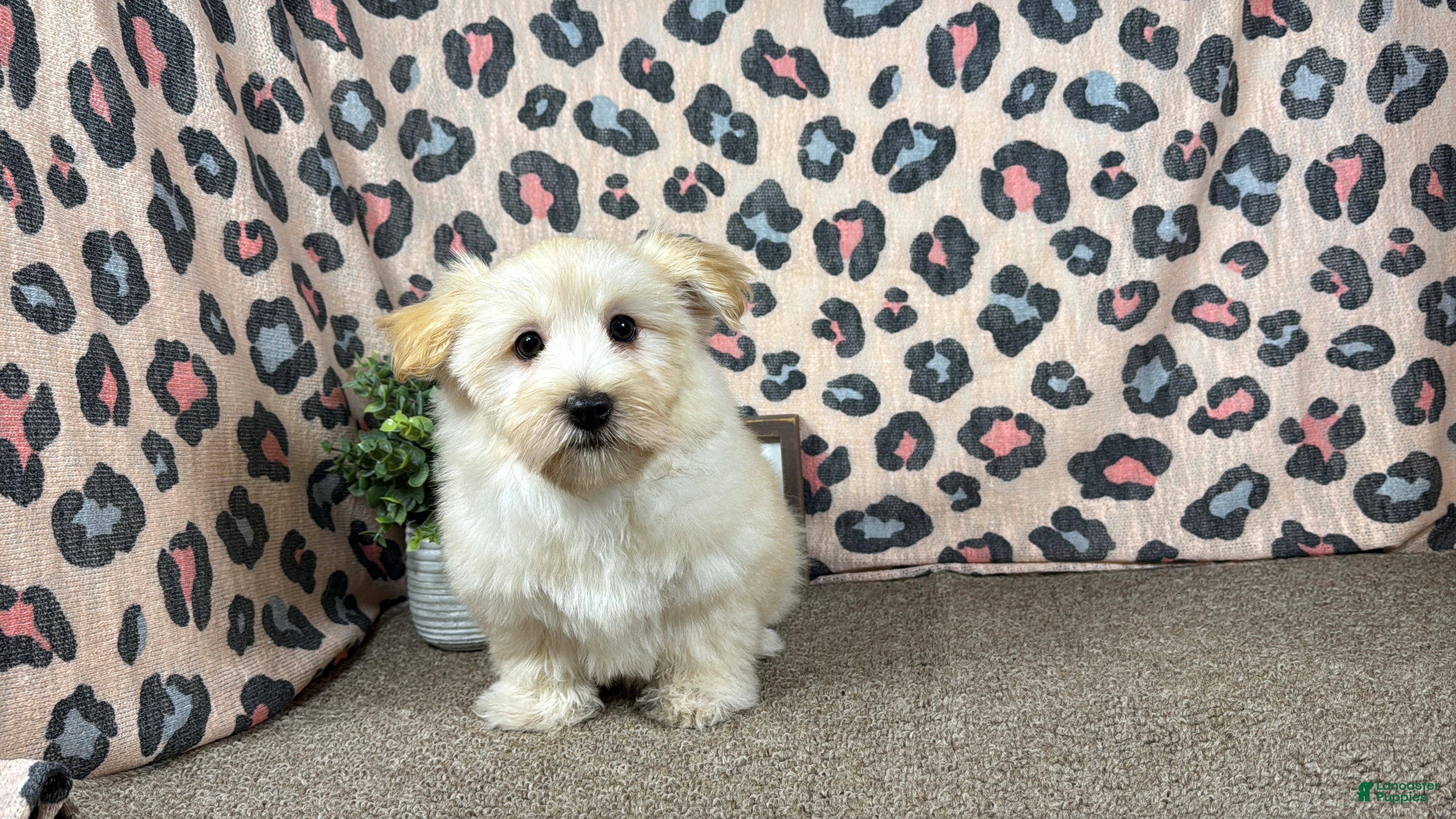Havanese dogs for sale: Havanese 1 - Ad 1