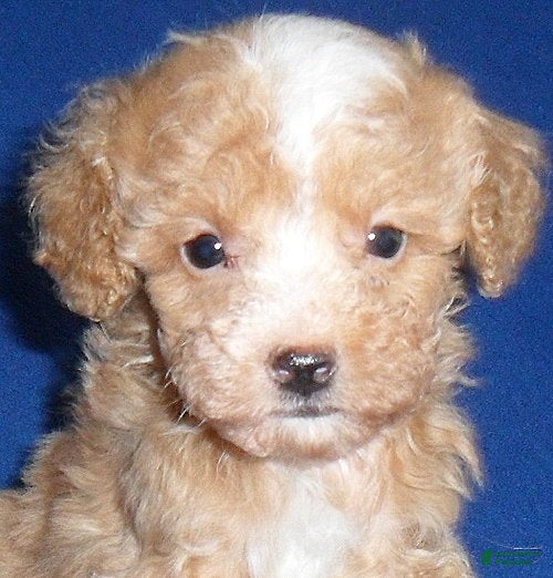 Miniature Poodle dogs Peanut - Ad 2