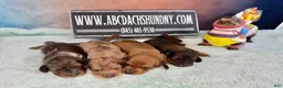 Miniature Dachshund dogs for sale: Smooth red male - Ad 7