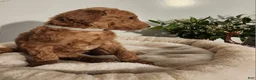 Standard Poodle dogs for sale: Fiona - Ad 2