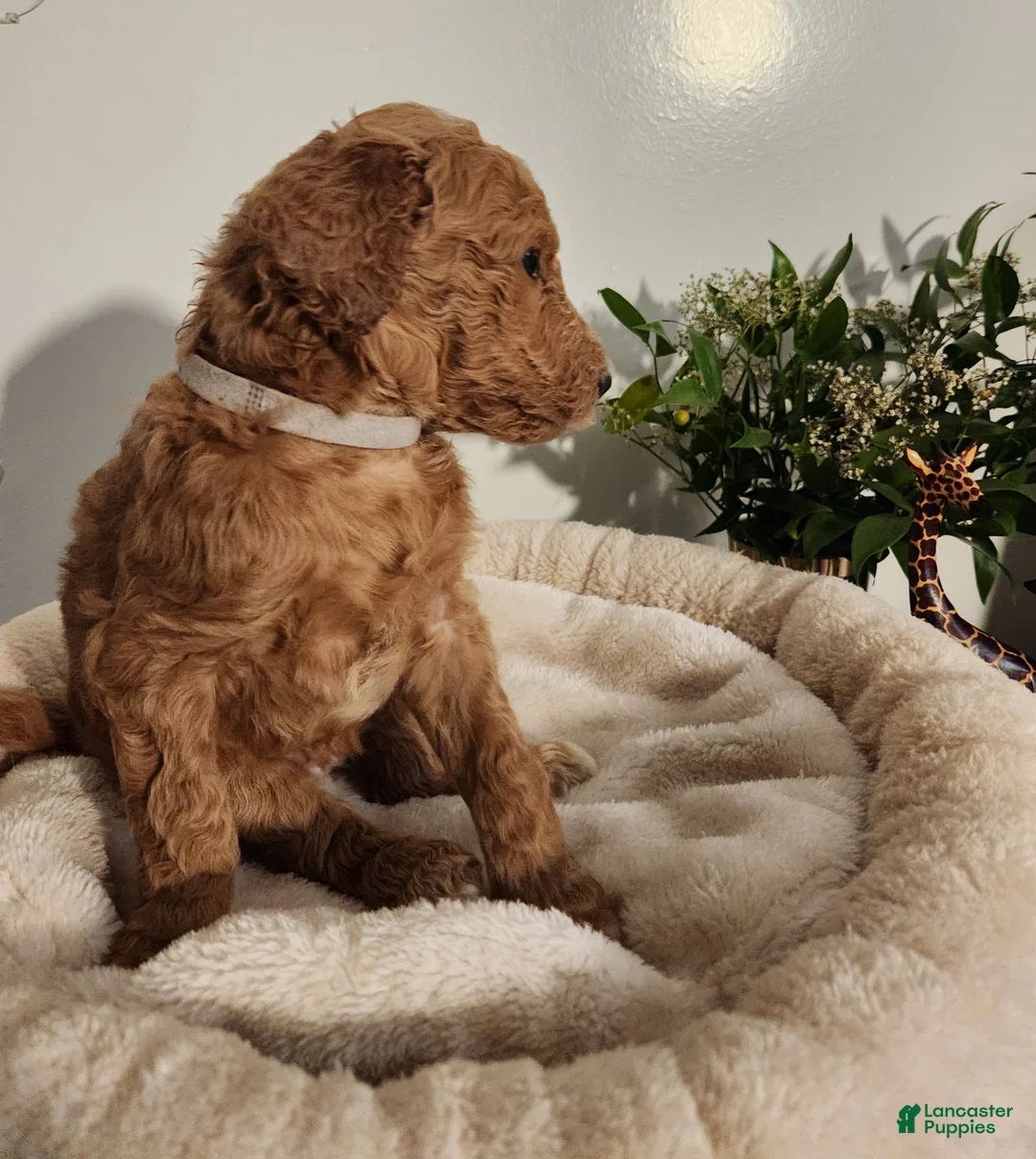 Standard Poodle dogs for sale: Fiona - Ad 2