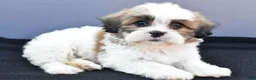 Teddy Bear dogs for sale: Tyler - Ad 7