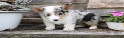 Welsh Corgi Pembroke dogs for sale: Daisy - Ad 7