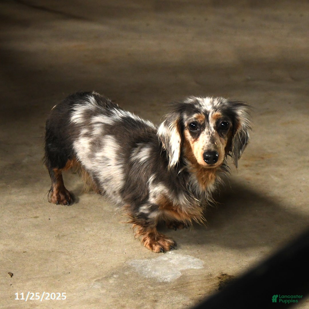 Miniature Dachshund dogs for sale: Little Shelly - Ad 3