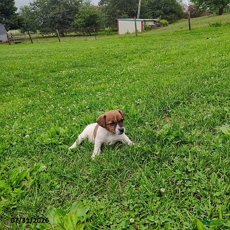 Jack Russell Terrier dogs Samantha - Ad 1