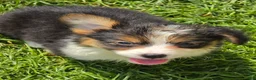 Welsh Corgi Pembroke dogs for sale: Duffy the fluffy - Ad 5