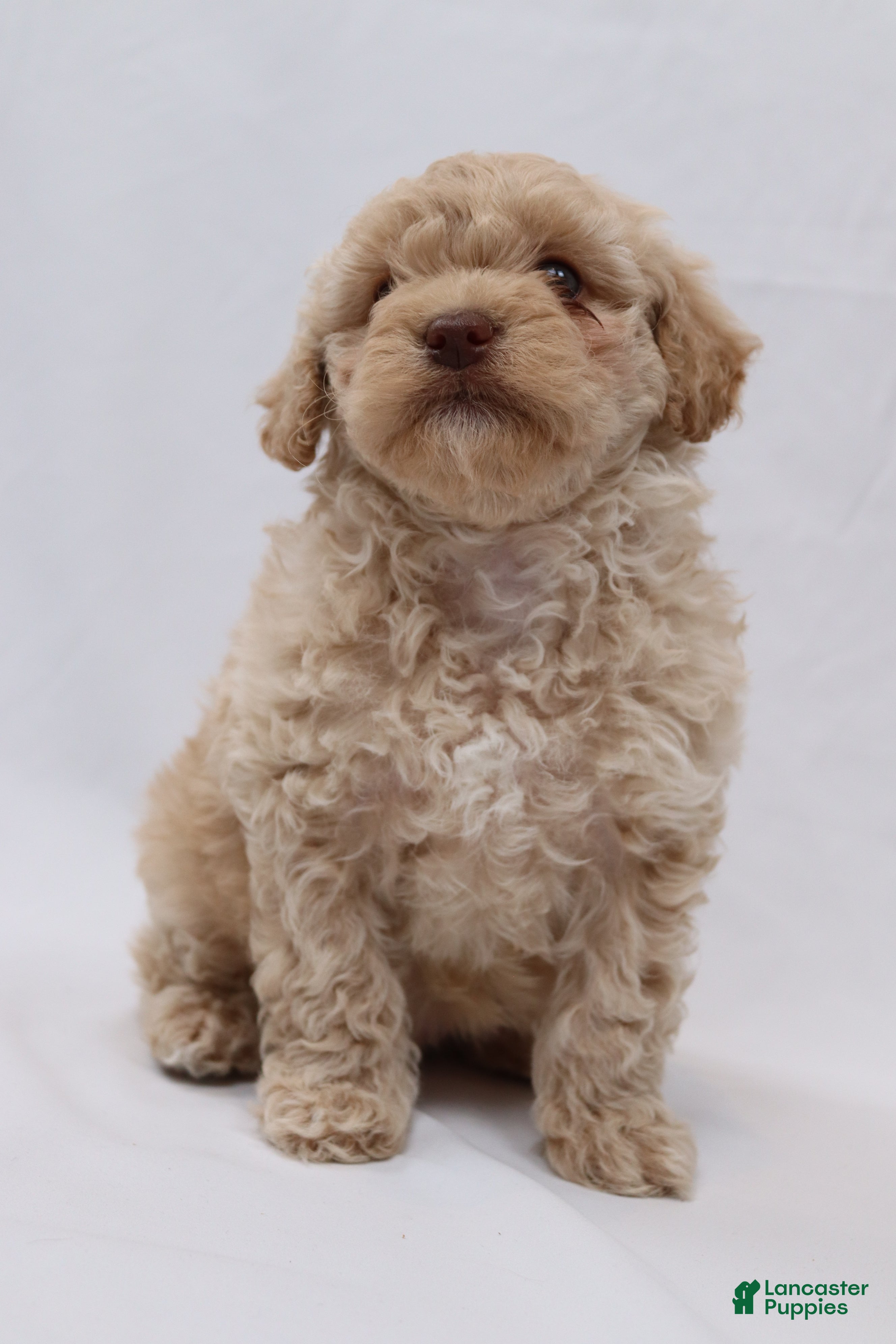 Cavapoo dogs Croissant - Ad 2