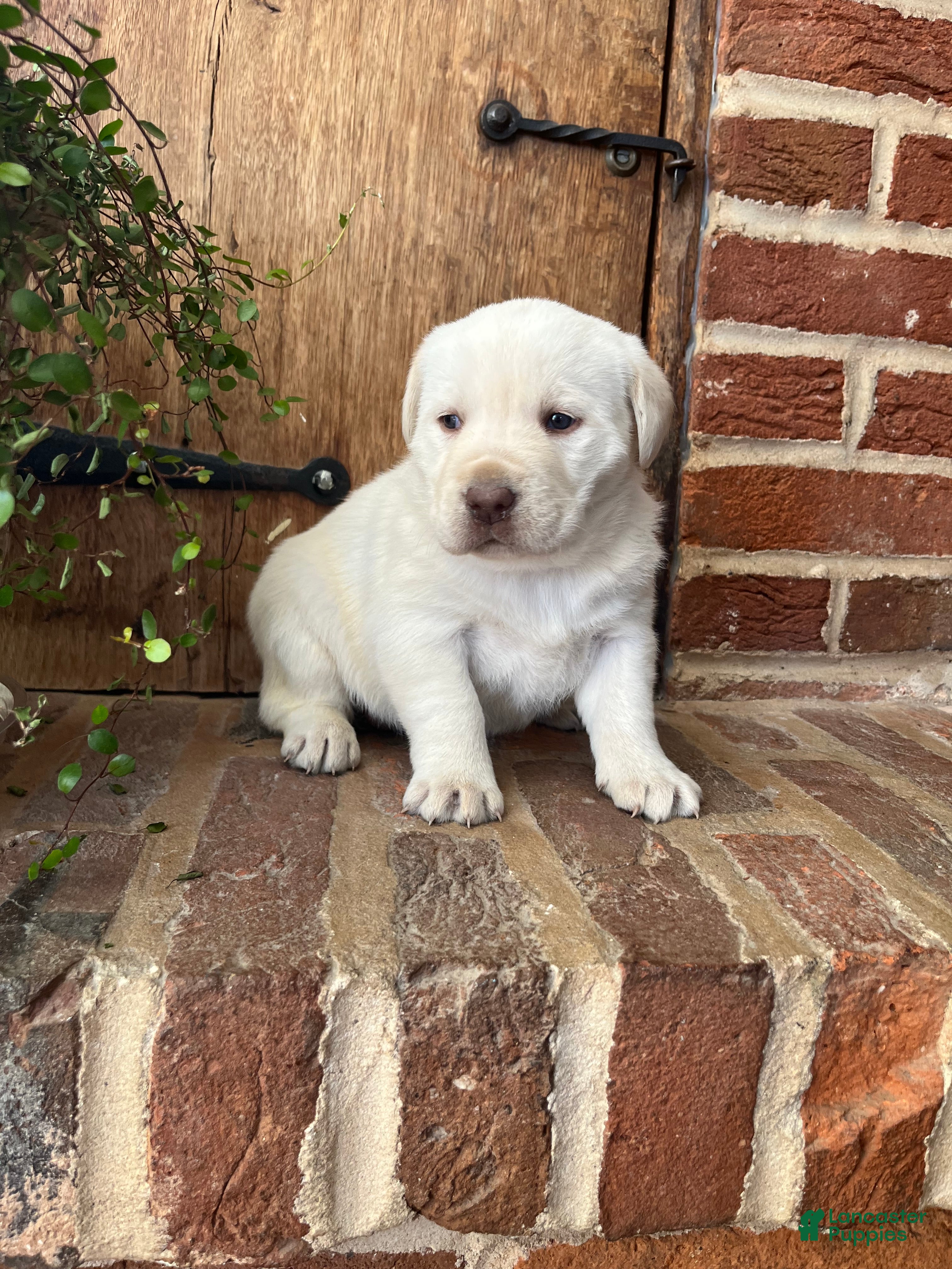 Labrador Retriever dogs Liberty - Ad 18