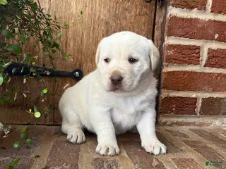 Labrador Retriever dogs Liberty - Ad 18