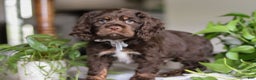 Cocker Spaniel dogs for sale: Milo - Ad 2
