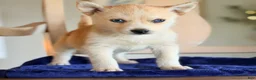 Pomsky dogs for sale: Pomsky 1 - Ad 1