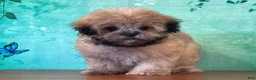 Teddy Bear dogs for sale: Alfalfa - Ad 3