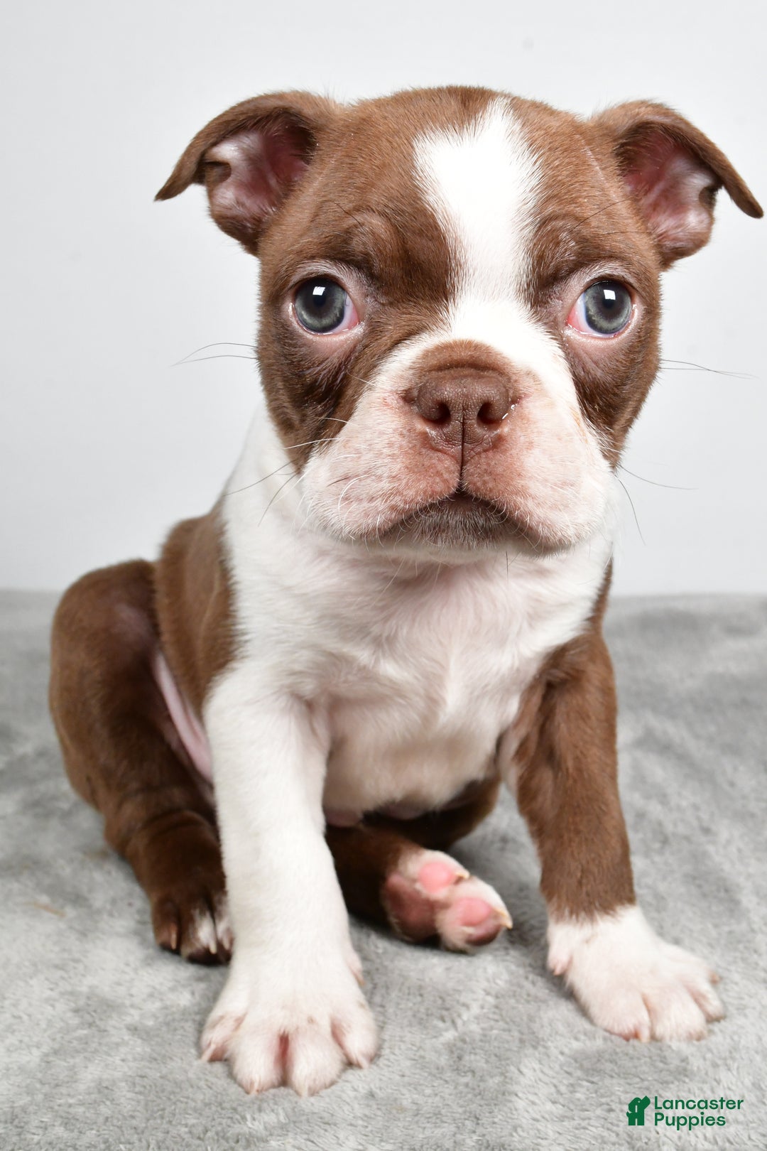 Boston Terrier dogs for sale: Jasper - Ad 1