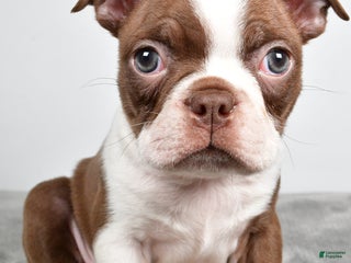 Boston Terrier dogs Jasper - Ad 18